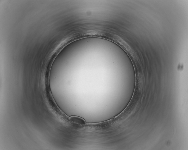 X0000096150482200802011236