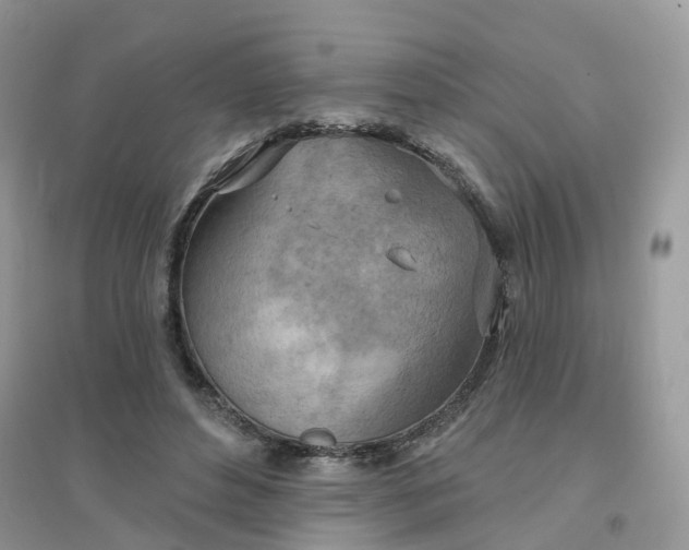 X0000096150496200802011236
