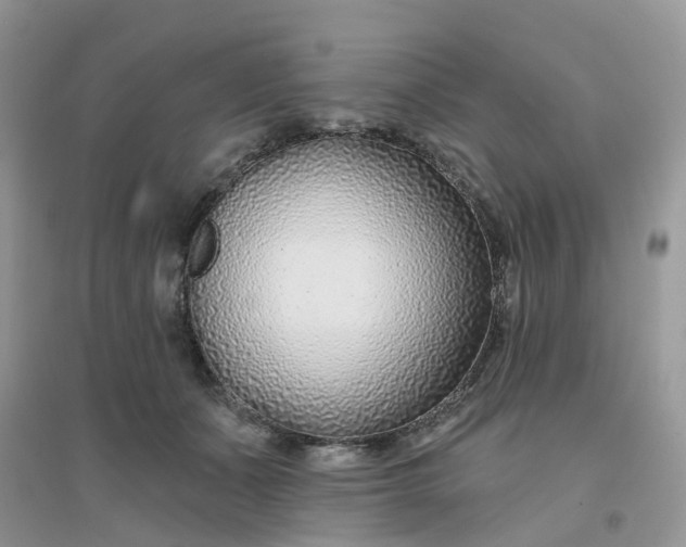 X0000096150511200802011236