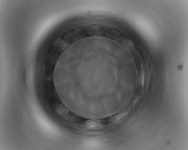 X0000096150526200802011235