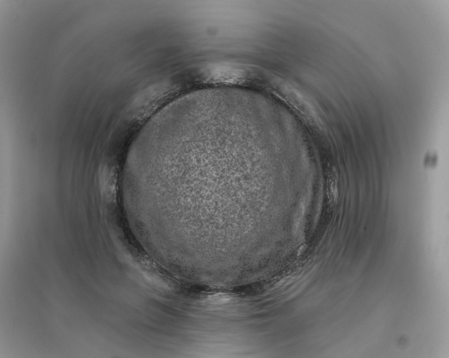 X0000096150551200802011235