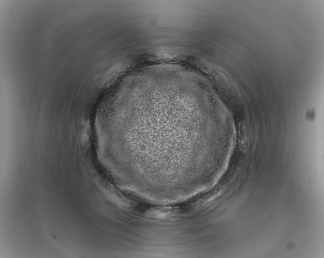 X0000096150563200802011235