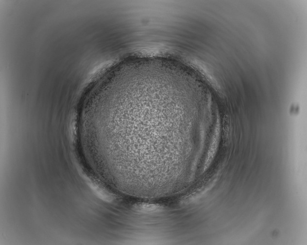 X0000096150590200802011235