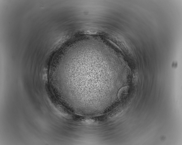 X0000096150598200802011234