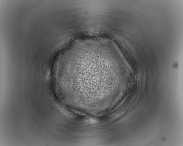X0000096150610200802011234