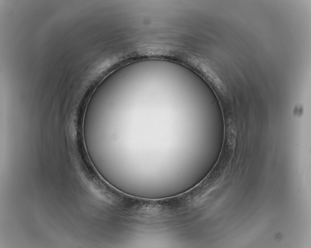 X0000096150631200802011233