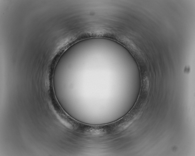 X0000096150638200802011233