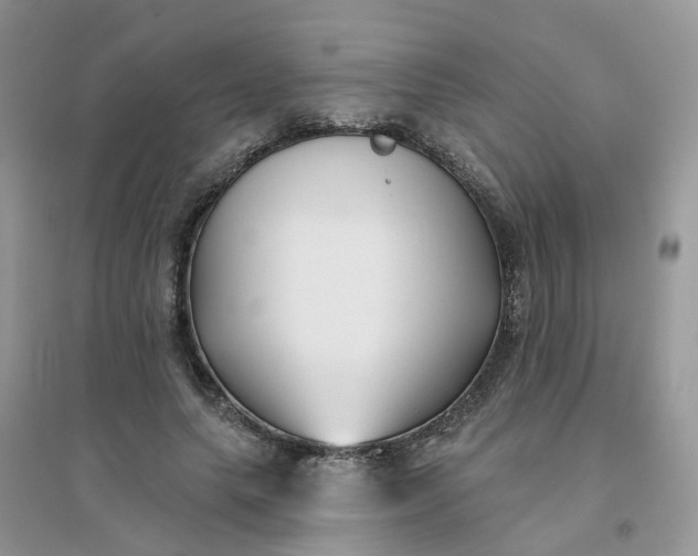 X0000096150639200802011233
