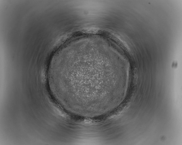 X0000096150641200802011234