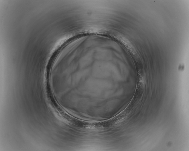 X0000096150678200802011233