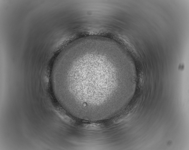 X0000096150691200802011233