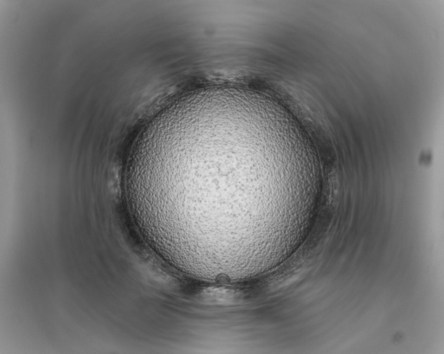 X0000096150699200802011233