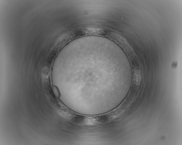 X0000096150701200802011233