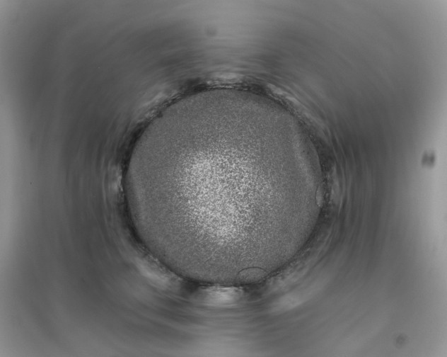 X0000096150711200802011233