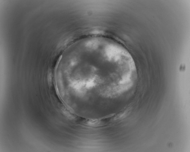 X0000096150720200802011232