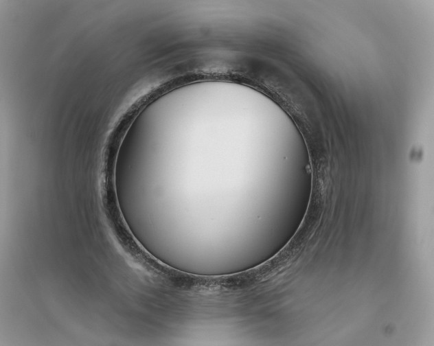 X0000096150728200802011232