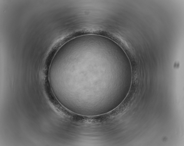 X0000096150736200802011232