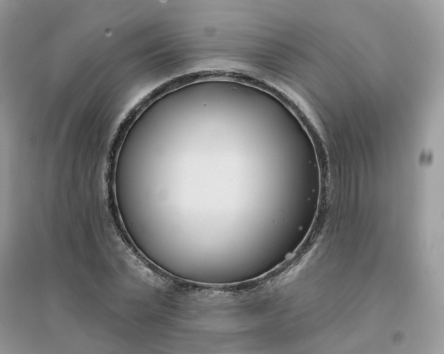 X0000096150783200802011232