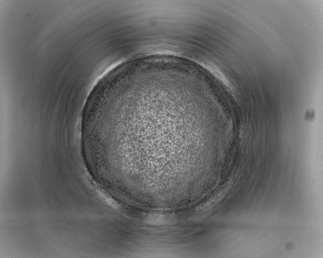 X0000096150790200802011232