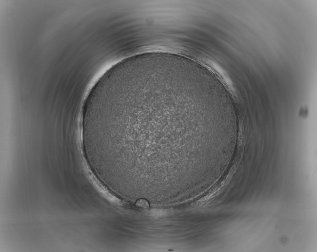 X0000096150796200802011231