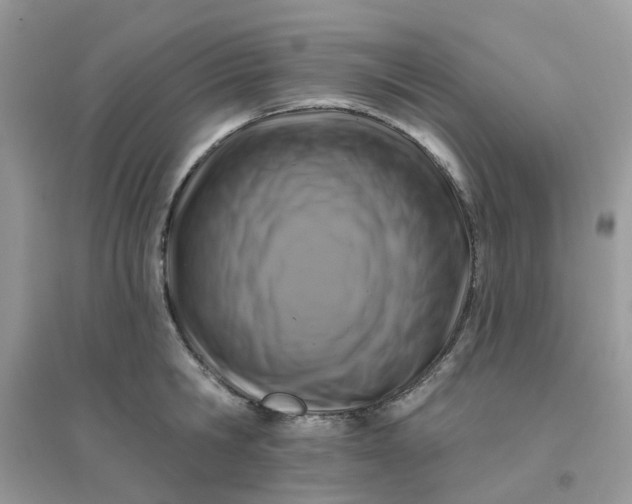 X0000096150806200802011231