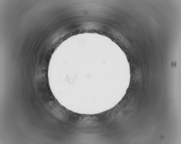 X0000096150824200802011231