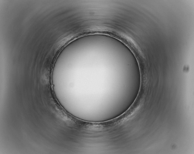 X0000096150833200802011231