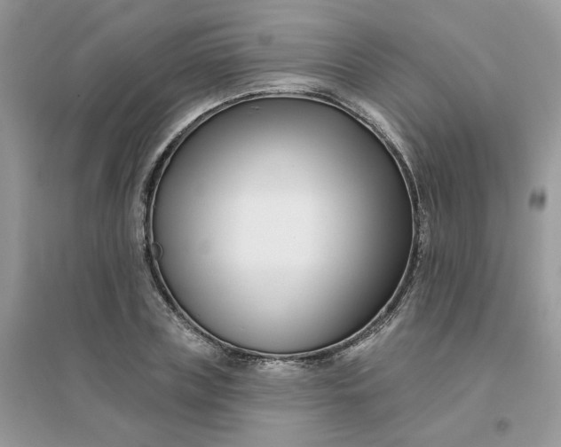 X0000096150835200802011231