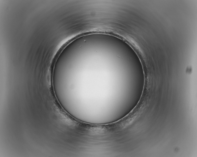 X0000096150838200802011231