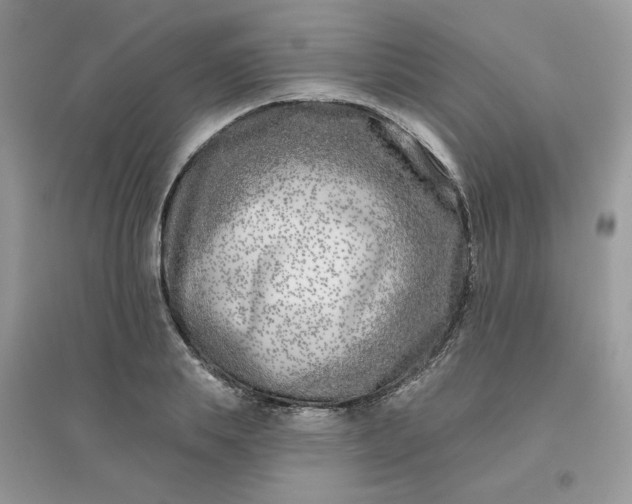 X0000096150839200802011231
