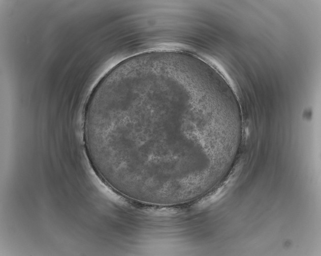 X0000096150851200802011231
