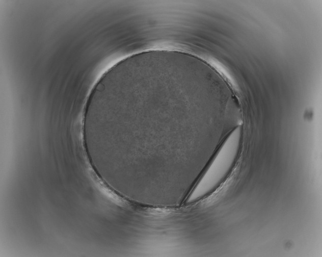 X0000096150854200802011231