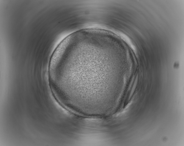X0000096150863200802011231