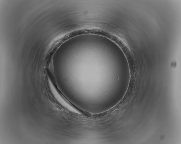 X0000096150920200802011229