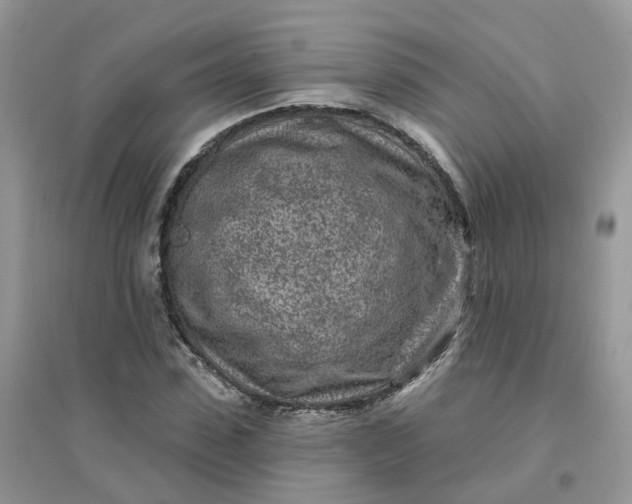 X0000096150923200802011229