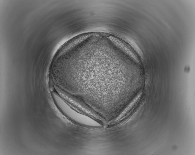 X0000096150944200802011230
