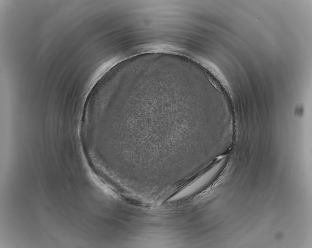 X0000096150946200802011230