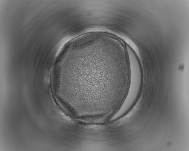 X0000096150953200802011230
