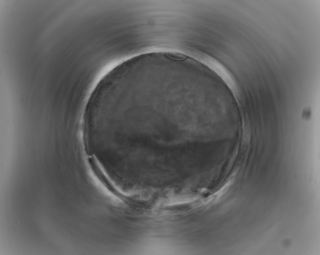 X0000096150958200802011230