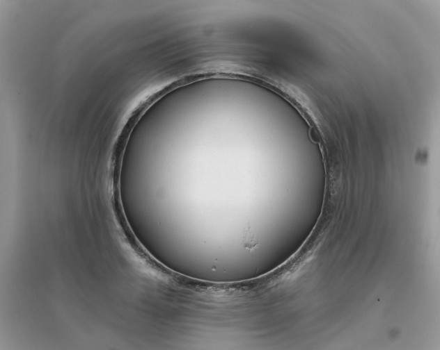 X0000096150987200802011229
