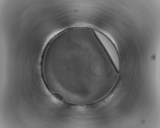 X0000096150995200802011229