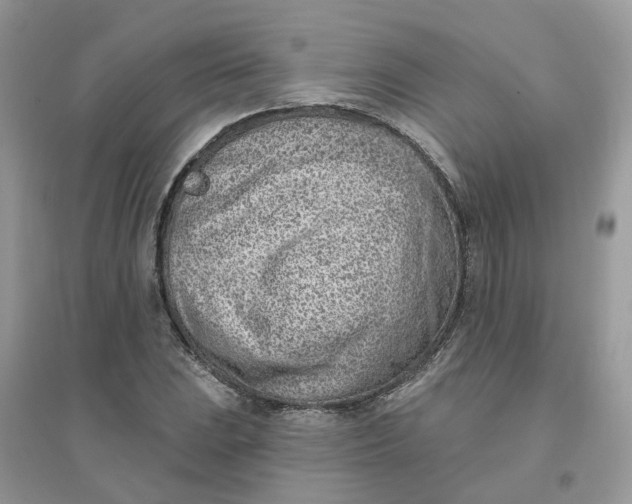 X0000096151023200802011228