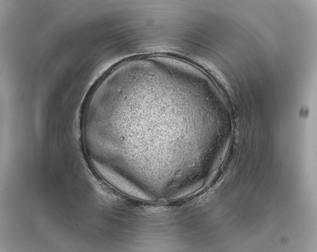 X0000096151031200802011228