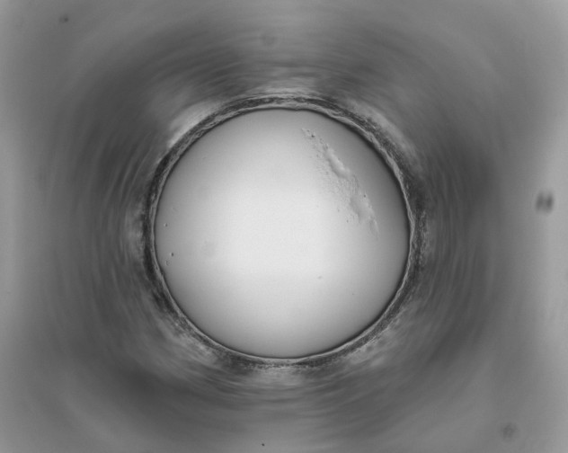 X0000096151162200802011226