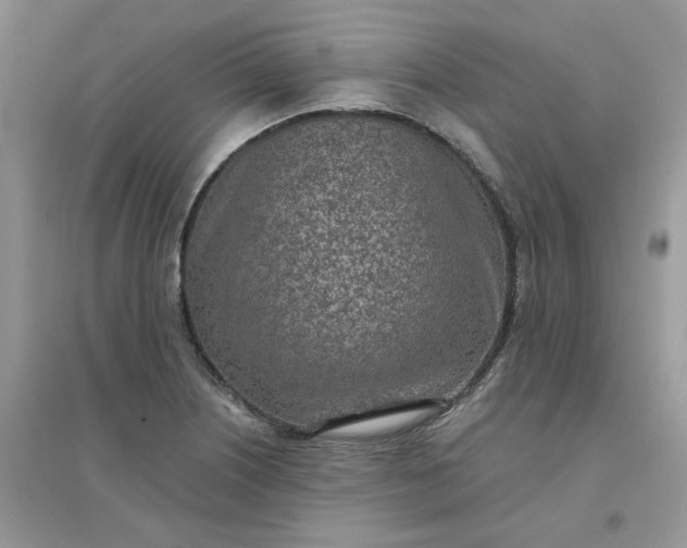 X0000096151226200802011225