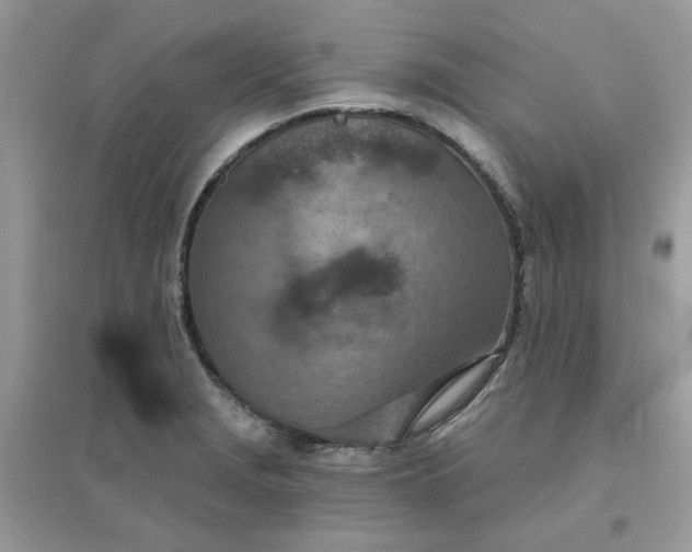 X0000096151229200802011225