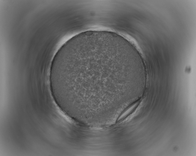 X0000096151231200802011225