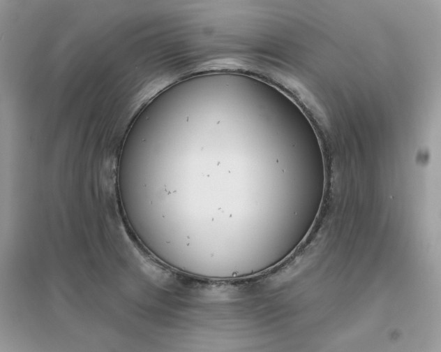 X0000096151233200802011225