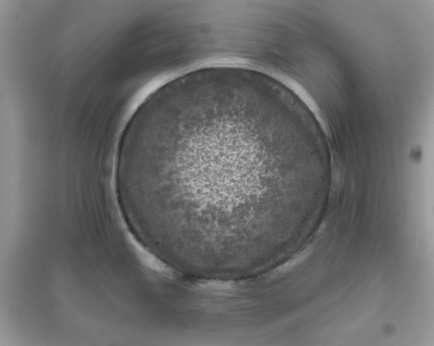 X0000096151245200802011226