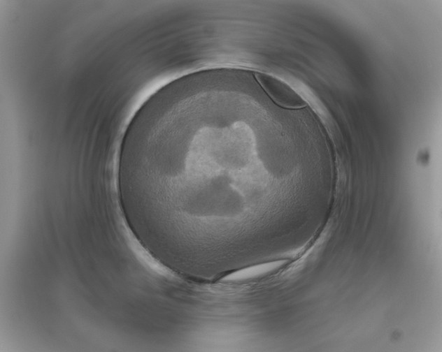 X0000096151246200802011226